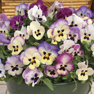 Pensamiento Wonderfa...