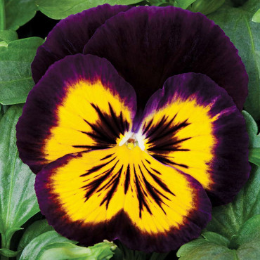 Pensamiento Karma...