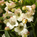 Penstemon Arabesque