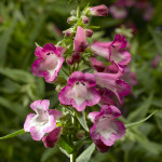 Penstemon Arabesque...