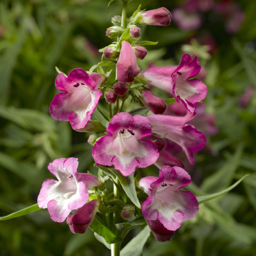 Penstemon Arabesque...