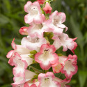 Penstemon Arabesque