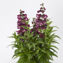 Penstemon Arabesque