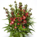 Penstemon Partybells