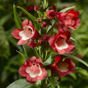 Penstemon Partybells