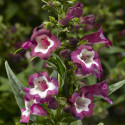 Penstemon Partybells