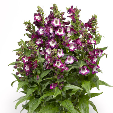 Penstemon Partybells...