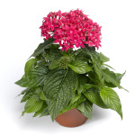 Pentas Beebright...