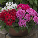 Pentas Beebright