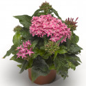 Pentas Beebright