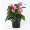 Pentas Beebright