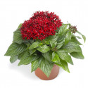 Pentas Beebright