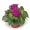 Pentas Beebright