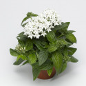 Pentas Beebright