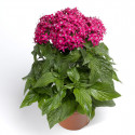 Pentas Honeycluster