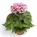 Pentas Honeycluster