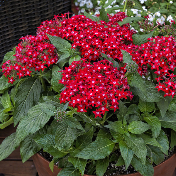 Pentas Honeycluster