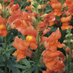 Perrito Liberty Clas...