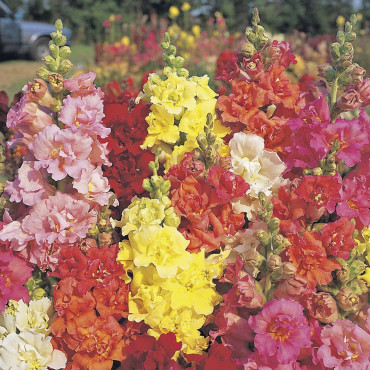 Perrito Madame Butte...