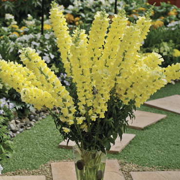 Perrito Opus III/IV...