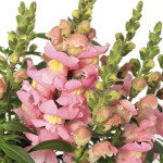 Perrito Snaptastic...