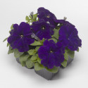 Petunia Mul. Damask