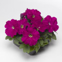 Petunia Mul. Damask