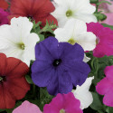 Petunia Mul. Damask