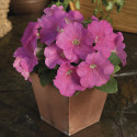 Petunia Mul. Damask