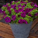 Petunia Mul. Damask