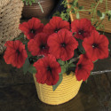 Petunia Mul. Damask