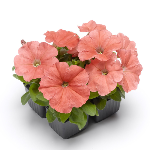 Petunia Mul. Damask