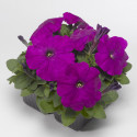 Petunia Mul. Damask