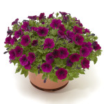 Petunia Mi. Flashfor...
