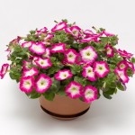 Petunia R. Fotofinis...