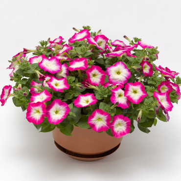 Petunia R. Fotofinis...