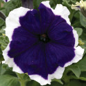 Petunia G. Frost