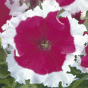 Petunia G. Frost