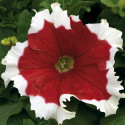 Petunia G. Frost