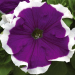 Petunia G. Frost...