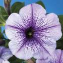 Petunia Mul. Hurrah