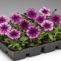 Petunia Mul. Hurrah