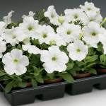 Petunia Mul. Hurrah...