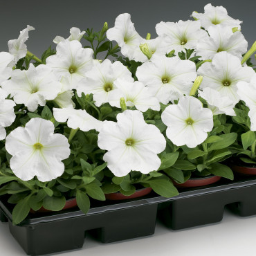 Petunia Mul. Hurrah...