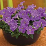 Petunia Mi. Picobell...