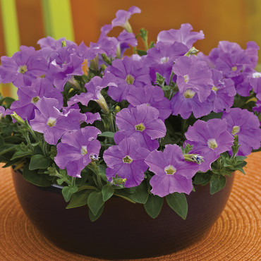 Petunia Mi. Picobell...