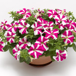 Petunia R. Skybox...