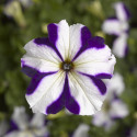 Petunia G. Tritunia