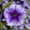 Petunia G. Tritunia