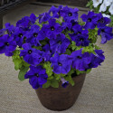 Petunia G. Tritunia